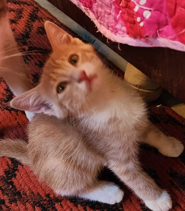Домашние котята в добрые руки