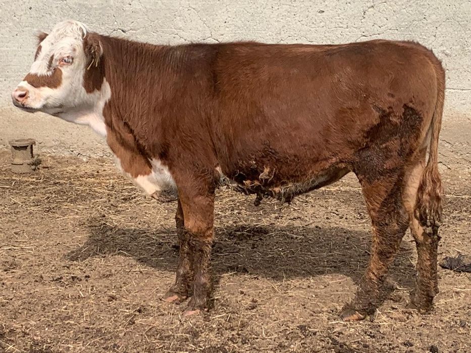 Ірі қара малдар сатылады.