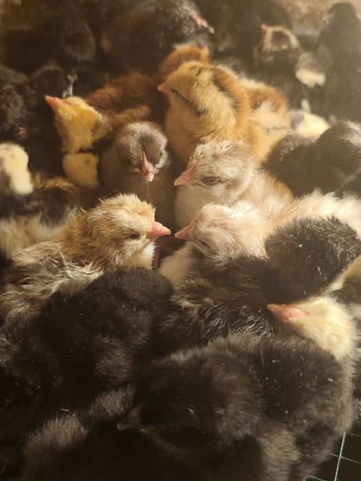 Суточные цыплята
