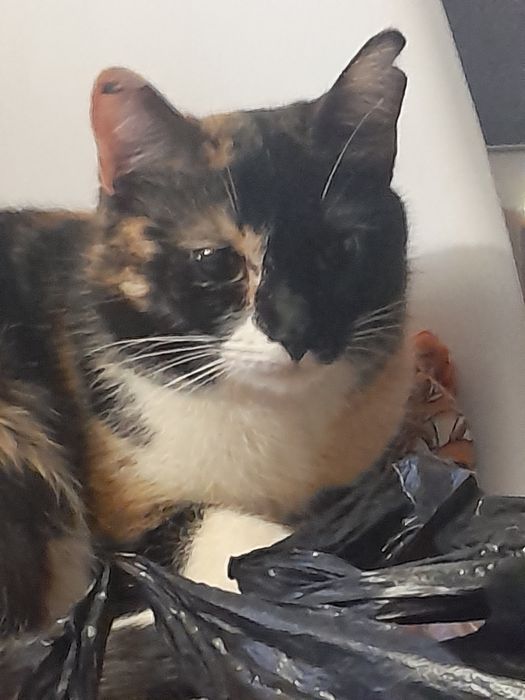 Кошка мышеловка 2 года