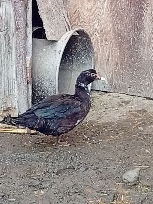 Продам утку.     .