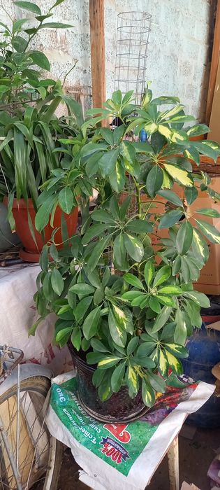 Шиклера продаю в офис или в дом