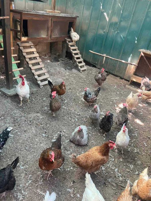 Продавам Кокошки - 30 бр.