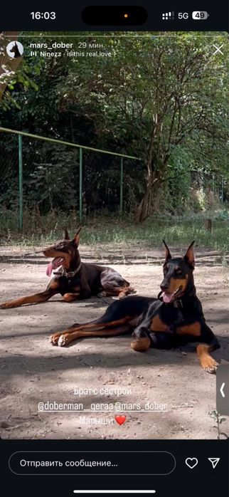 Doberman puppies