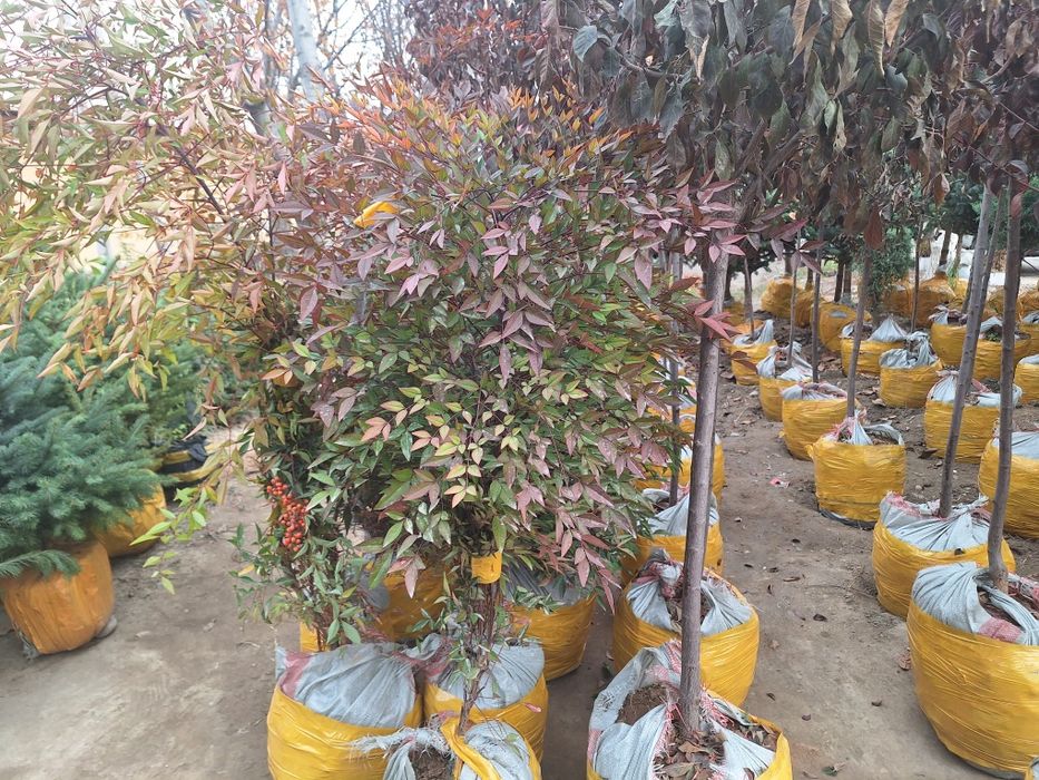 Арчалар. Хлма хл турдаги