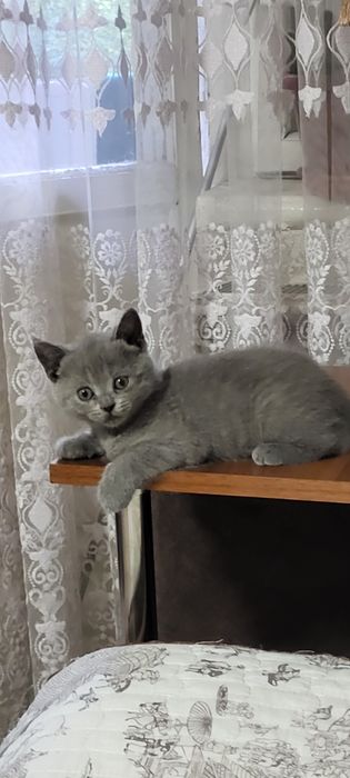 Продаются котята