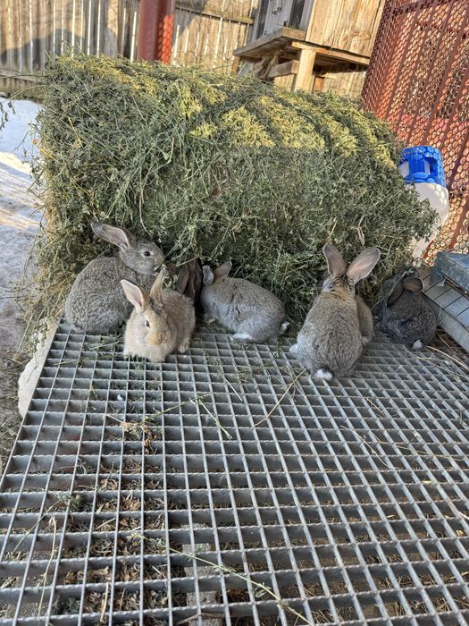 Vand iepurasi urias german