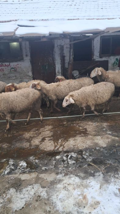 Продават се овце редовни