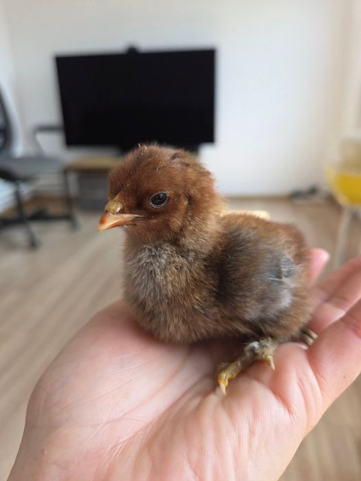 Pui de găină diverse rase,amestecate