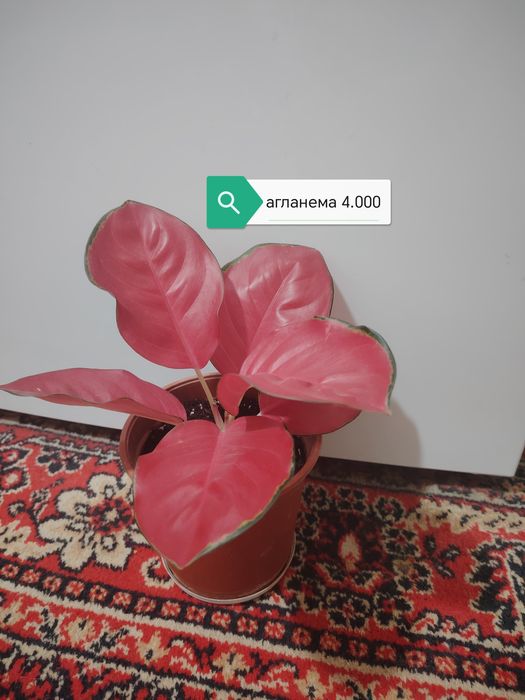 Продаются домашние цветы