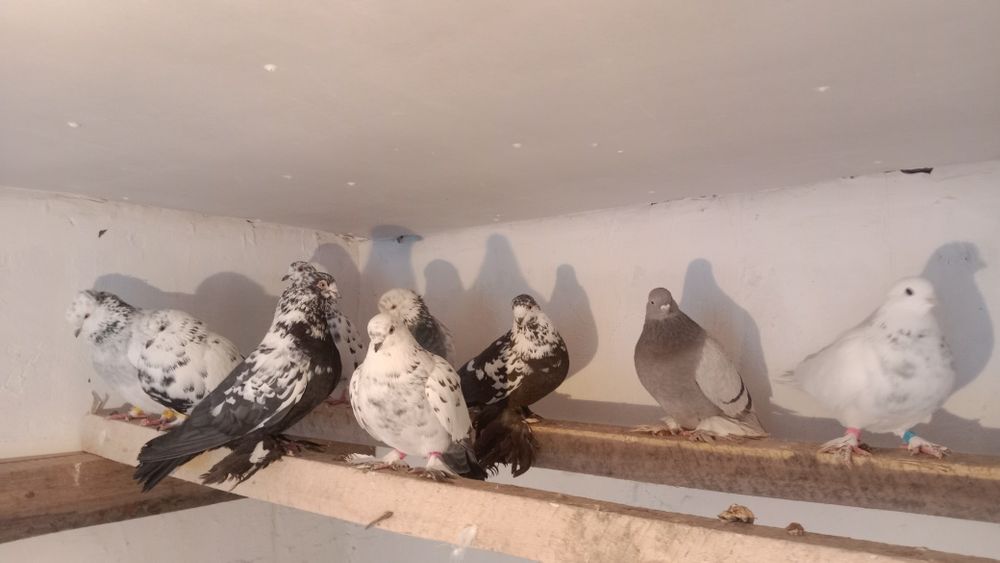 Голуби Самаркандские Голубь