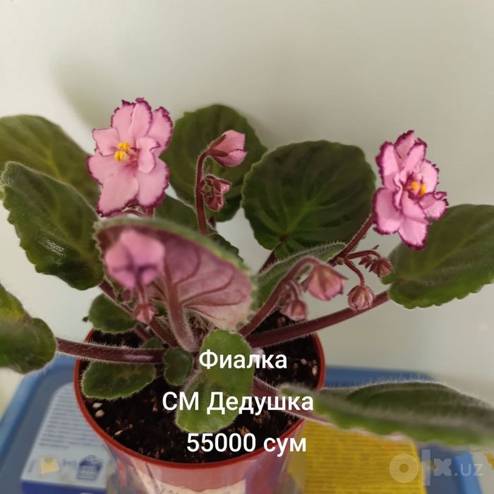 Продаются фиалки