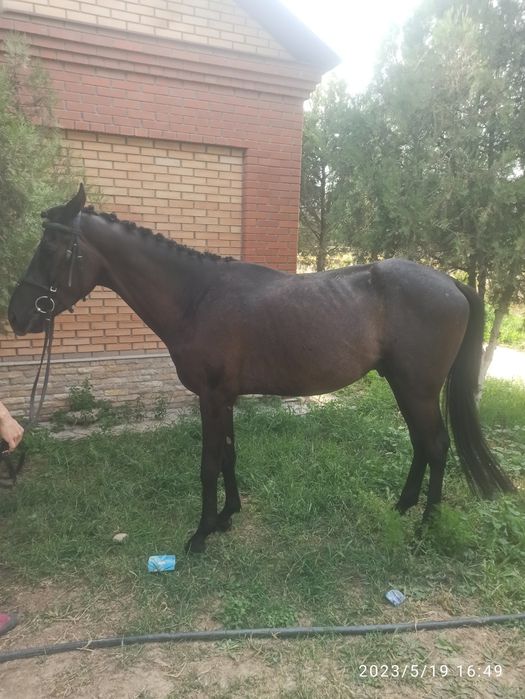 Продам лошадь,жеребец