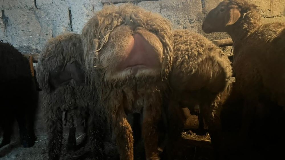 Кошкар сатылады.