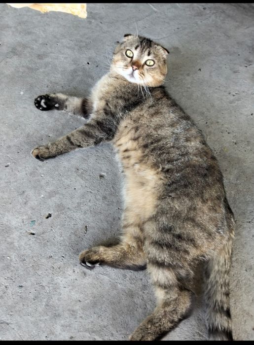 Отдам котят, мальчиков.