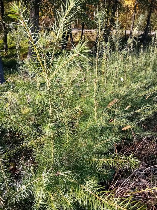 Vând puieți de brazi Douglas