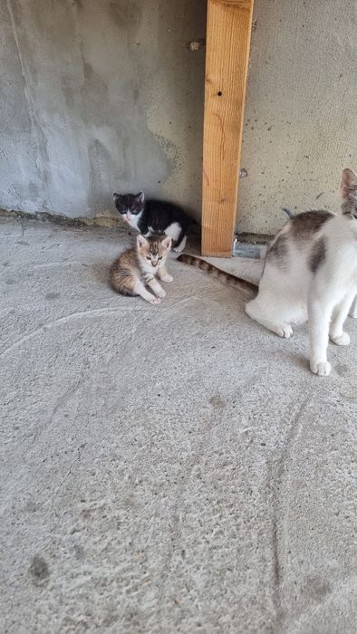 Donez 4 pui de pisica si pe mama lor . Pisica nu este a mea , m am trezit cu ea si 4 puiuti pe terasa .