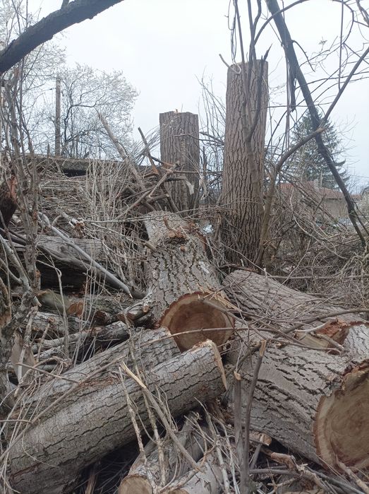 Дърва за огрев Топола,