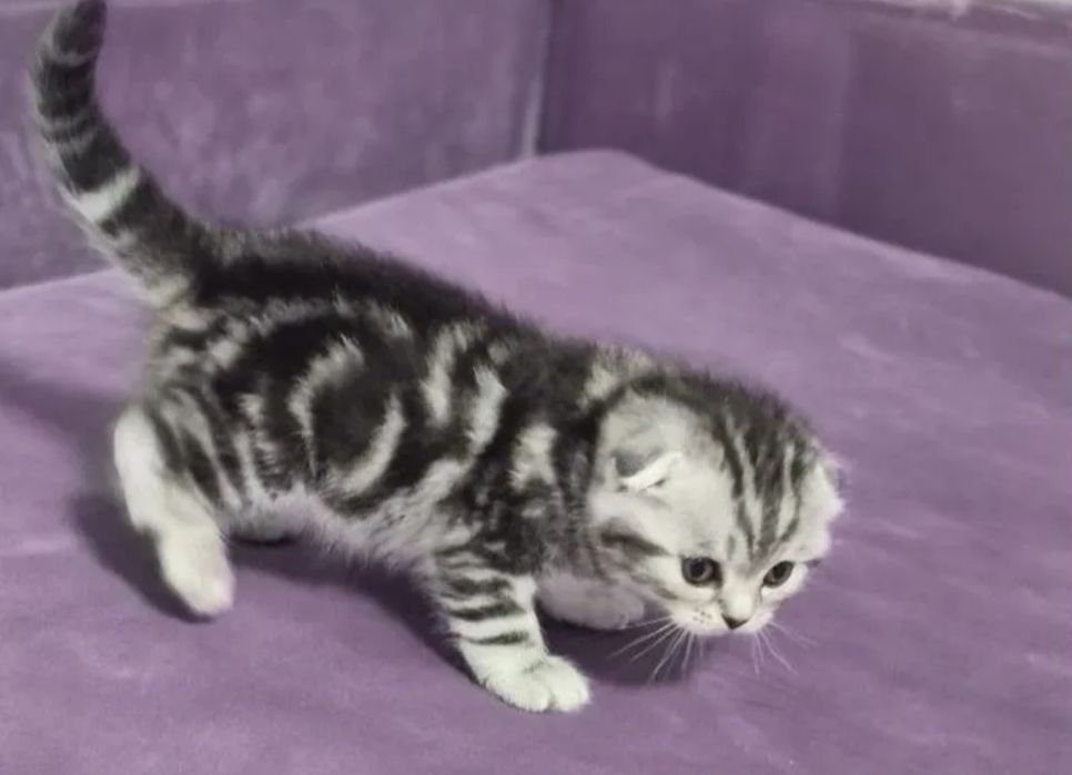 Вислоухие котята распродажа