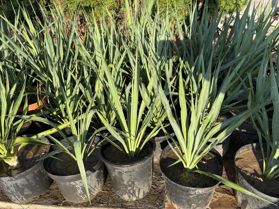 Planta verde Yucca in ghiveci