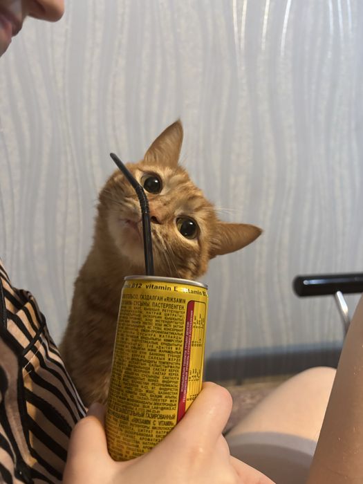 Передержка кошек и котов