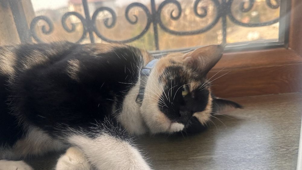 Кошка трех цветная