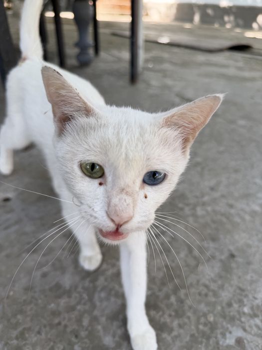 Mushuk 2xil rangli ko’zli, oq rang qiz bola mushuk