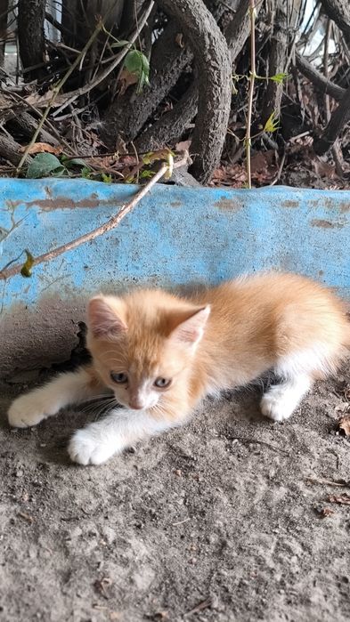 Отдам котят хорошие руки