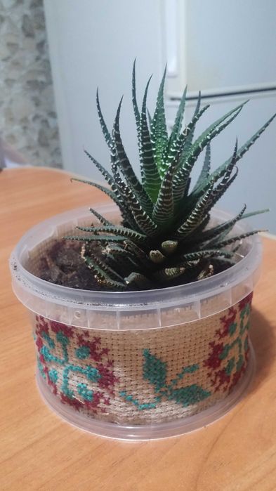 Хавортия комнатная