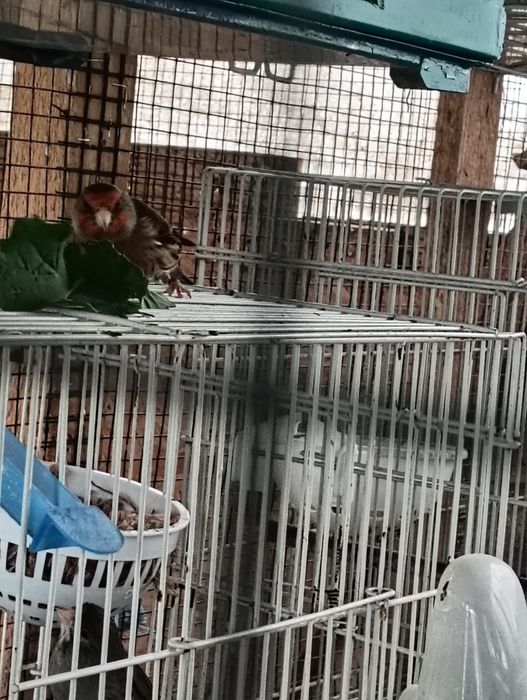 Hibrid cu canari