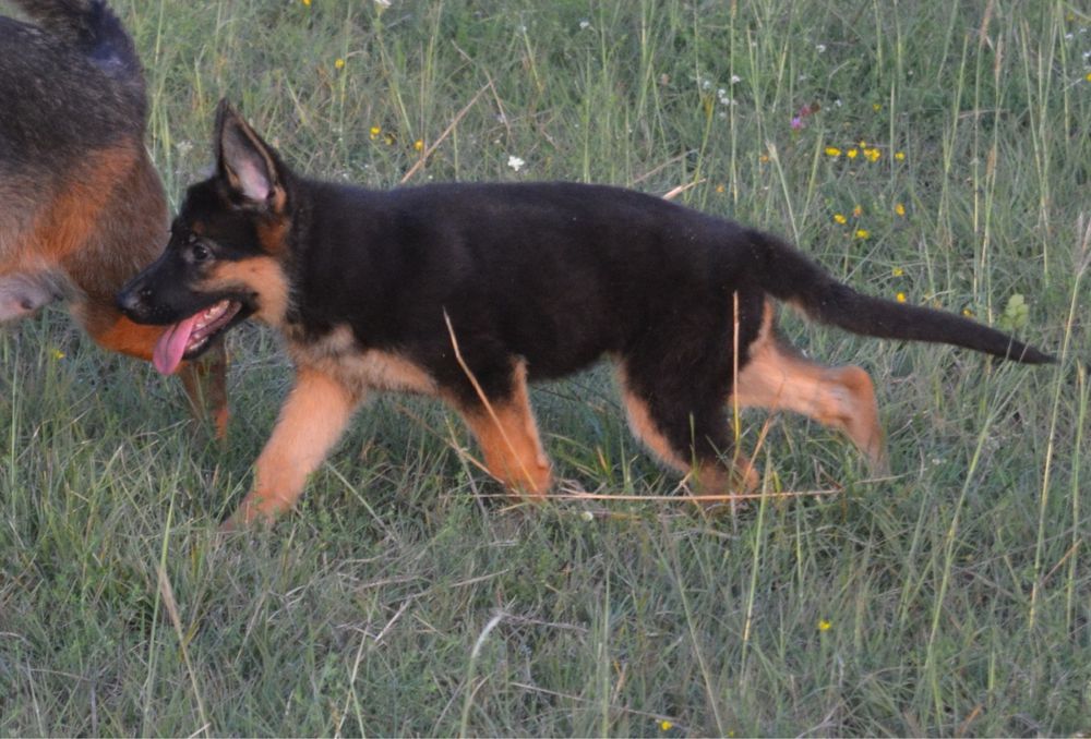 Pui ciobanesc german cu pedigree