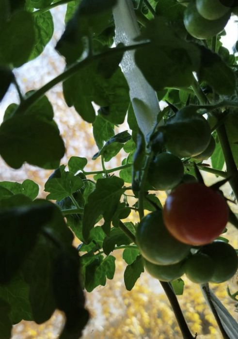 Продам Томат Балконное чудо с плодами