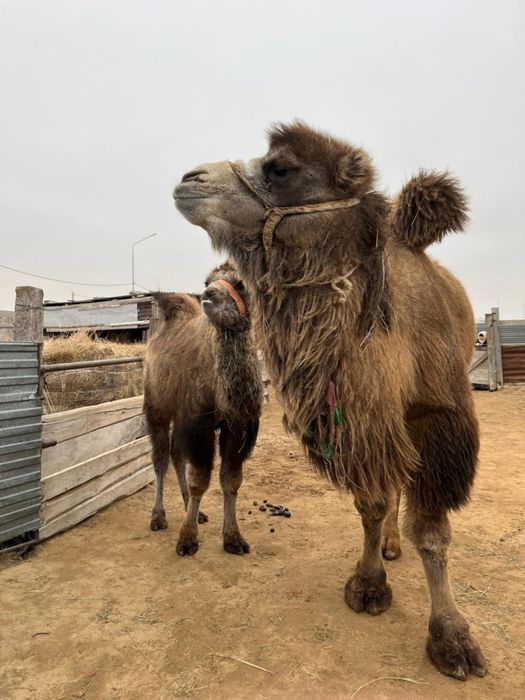 Боталы түйе сатылады