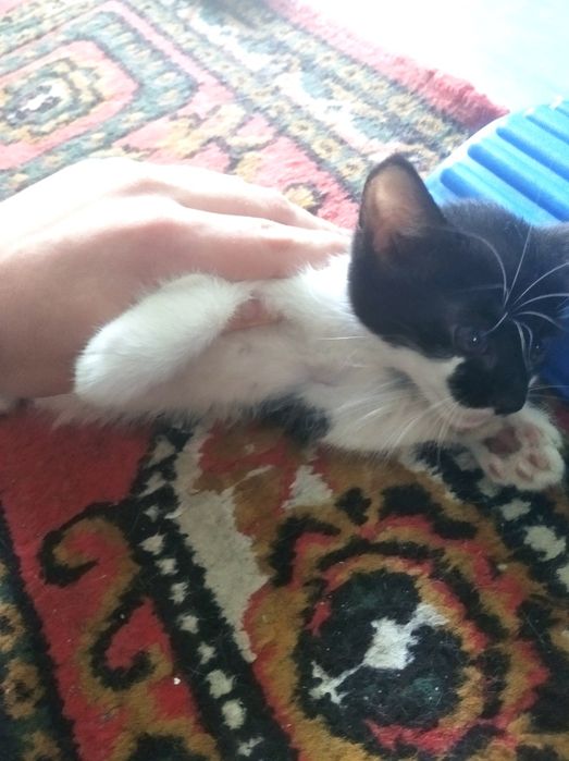 Отдам котят даром