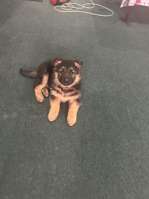 Щенки немецкой овчарки шинки