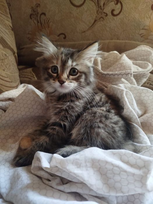 Котята в хорошие руки