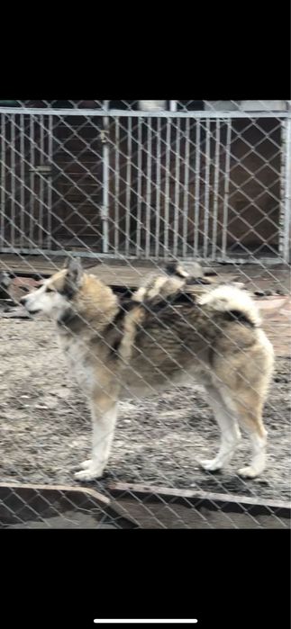 Вязка собаки лайки