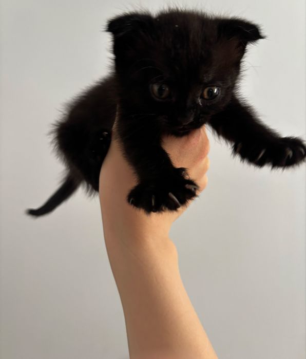 Вислоухий котенок срочно отдам