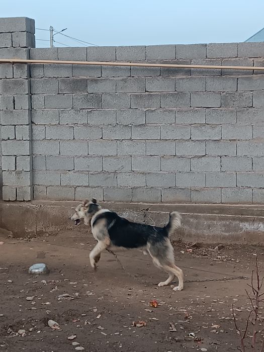 Күшік сатылады бір жасар