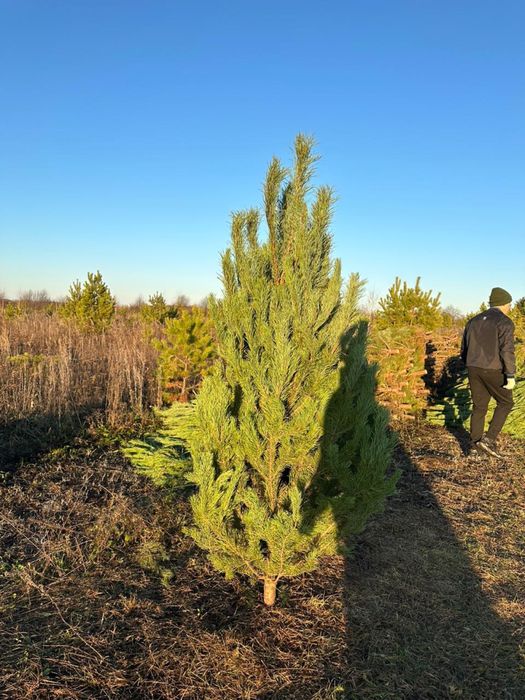 Елки сосны 2025 года