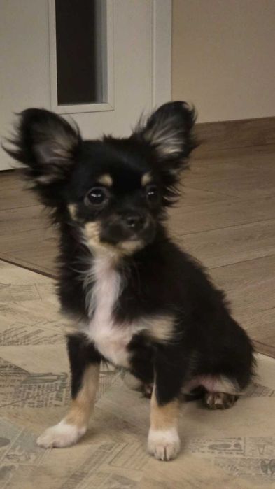 Куче  Чихуахуа  момиченце