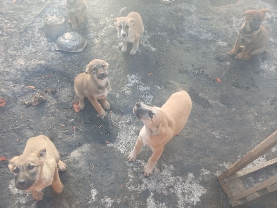 Отдам даром щенков