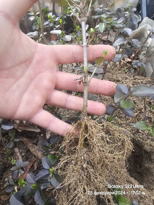 Вечнозелен лигуструм