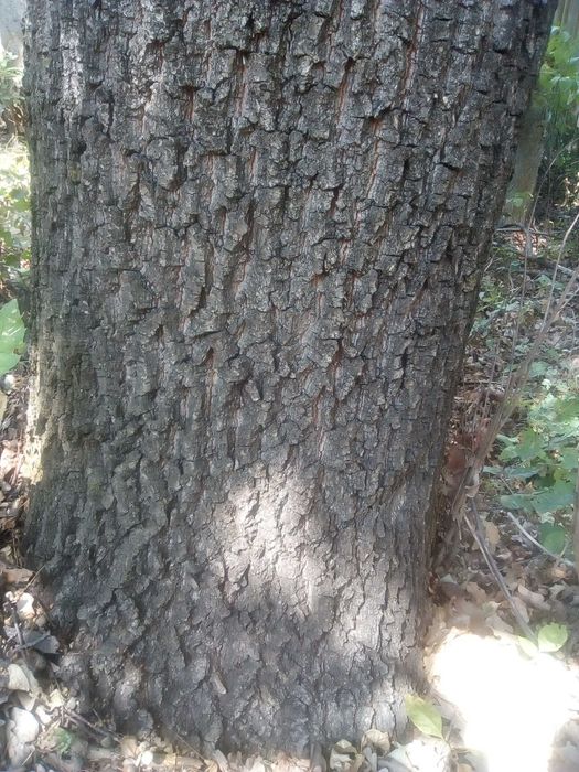 Дъб, Горски,Летен,Quercus Robur, Разсад