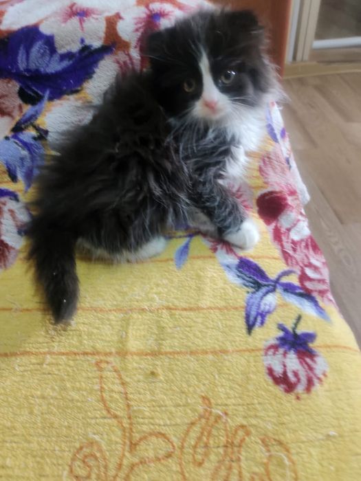 Шотландская вислоухая девочка