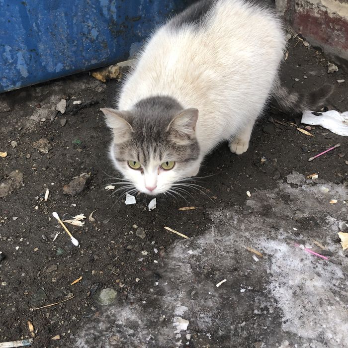 Бездомные животные . Кошки.