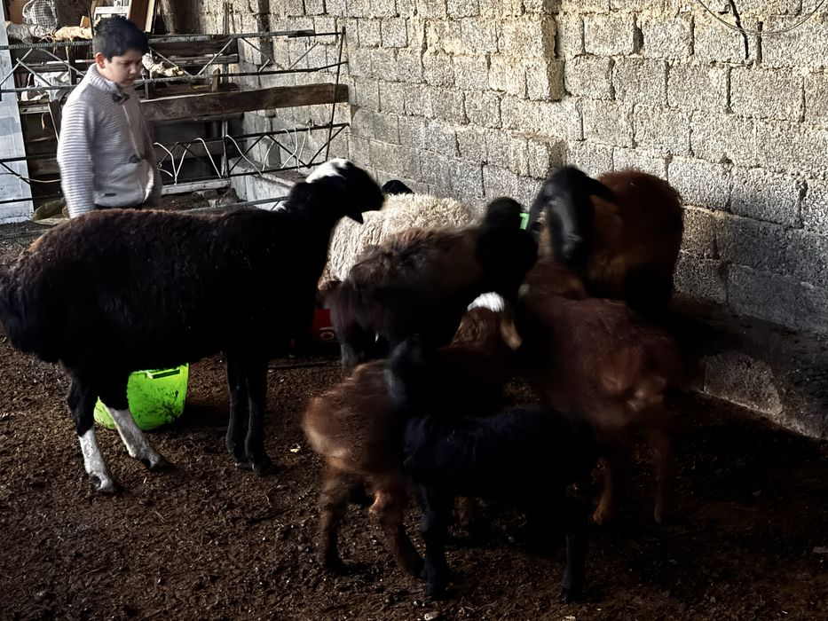 Husori qoylar sotiladi