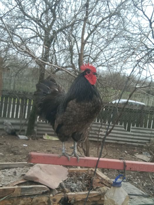 De vanzare Bibilici  de casa foarte frumoase bibilicile sunt de rasa