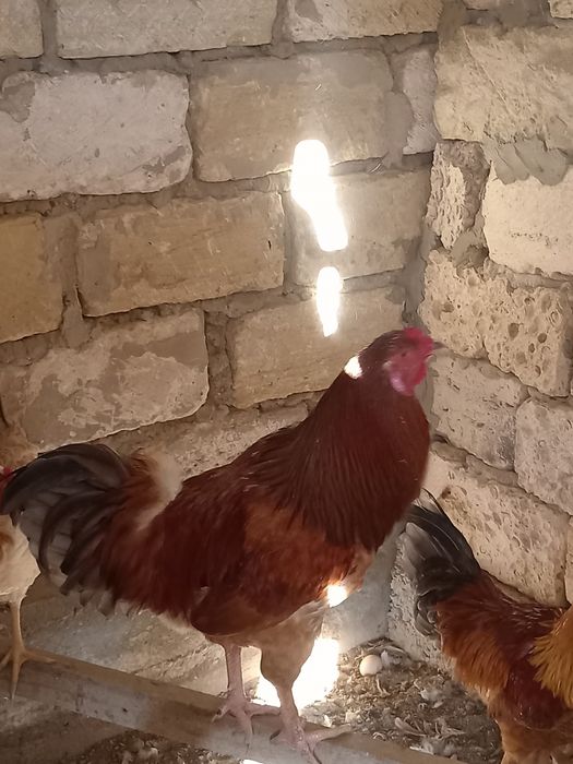 Секс карнавалы бейнелері