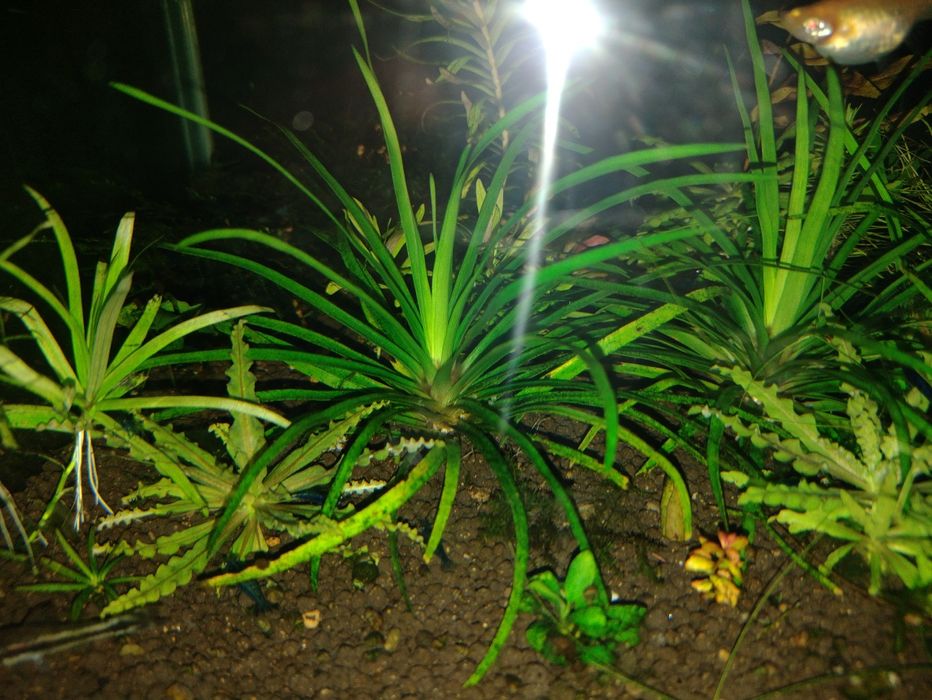 Plante acvariu pesti